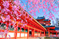 平安神宮　桜　高解像度データ