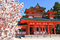 平安神宮　桜画像
