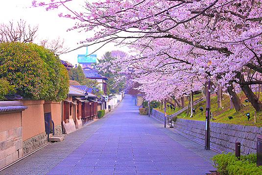 ねねの道　桜　写真