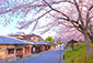 京都　ねねの道　桜