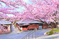 ねねの道　桜　写真