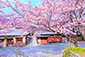 ねねの道　桜　高画質写真