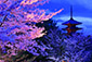 高台寺公園　桜　ライトアップ