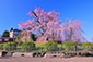 円山公園　祇園枝垂れ桜