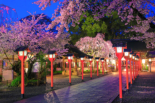 平野神社　桜