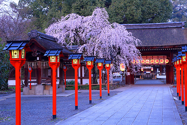 平野神社　桜　写真