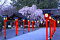 平野神社　桜　写真家　京都　カメラマン