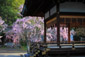 平野神社　桜　衣笠
