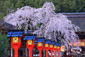 平野神社　桜　高画質写真