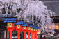 平野神社　桜　高画質画像