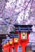平野神社　桜　時期