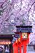 京都　平野神社　桜　見頃　時期