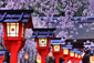 平野神社　桜　雨