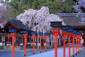 平野神社　魁桜　画像