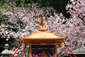 平野神社　桜花祭　おうかさい