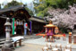 京都　平野神社　桜花祭　本殿