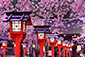 平野神社の桜写真