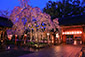 平野神社　夜桜　写真