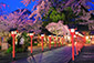平野神社　桜　画像