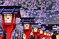 平野神社の桜画像