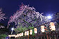 平野神社　夜桜　花見