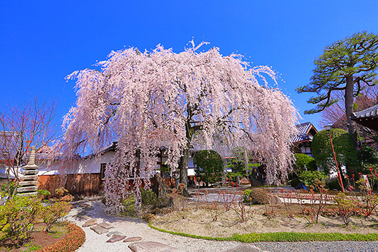本満寺　桜　画像