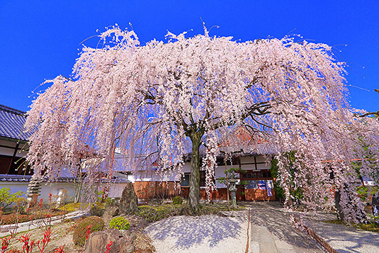 本満寺　桜