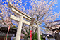 京都本満寺　妙見宮の桜