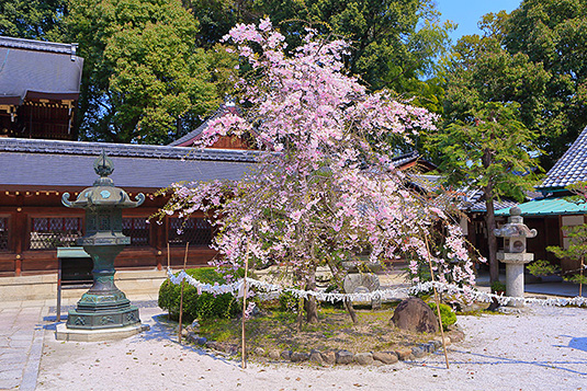 ���{�_�Ё@���@���掿�摜