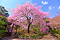 常寂光寺の桜　高画質写真