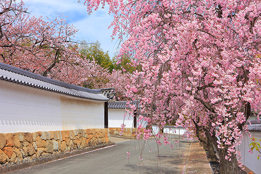 ���C���@���@���掿�摜