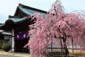 勧修寺　桜　写真
