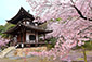 勧修寺の桜