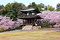 京都　山科　勧修寺　桜