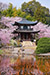 山科　勧修寺の桜