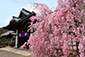 勧修寺の桜写真