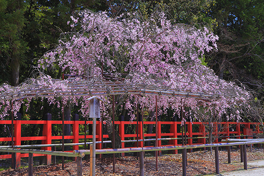 上賀茂神社　桜　画像