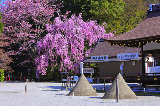 上賀茂神社　桜　高画質　画像