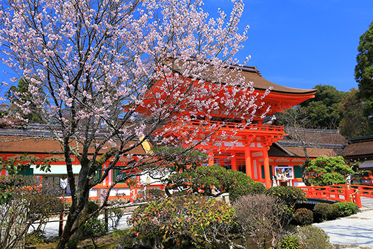 上賀茂神社　桜　画像