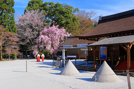 上賀茂神社　桜　写真