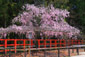 京都　上賀茂神社　風流桜
