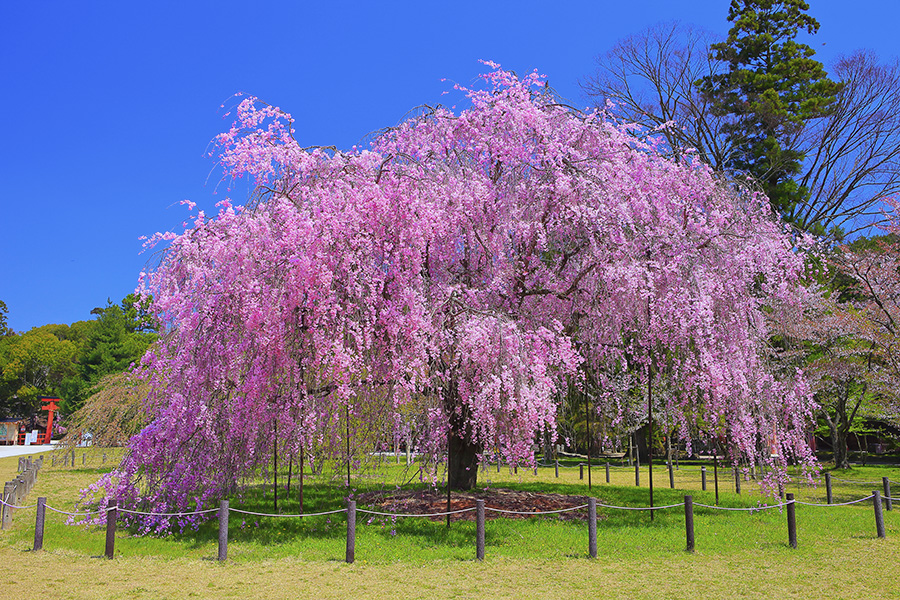上 賀茂 神社 の 桜