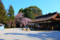 京都　上賀茂神社　桜