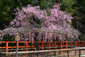 上賀茂神社　桜　写真