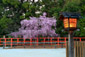 上賀茂神社　風流桜