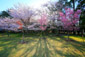 京都　上賀茂神社　桜　旅行