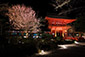 上賀茂神社　桜　ライトアップ
