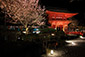 上賀茂神社　夜桜