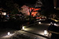 上賀茂神社　夜桜ライトアップ