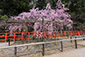 上賀茂神社の風流桜